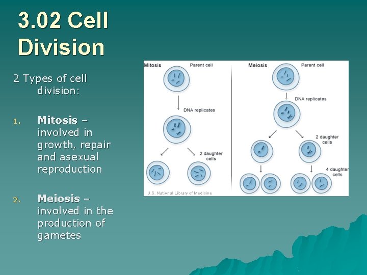 3. 02 Cell Division 2 Types of cell division: 1. Mitosis – involved in