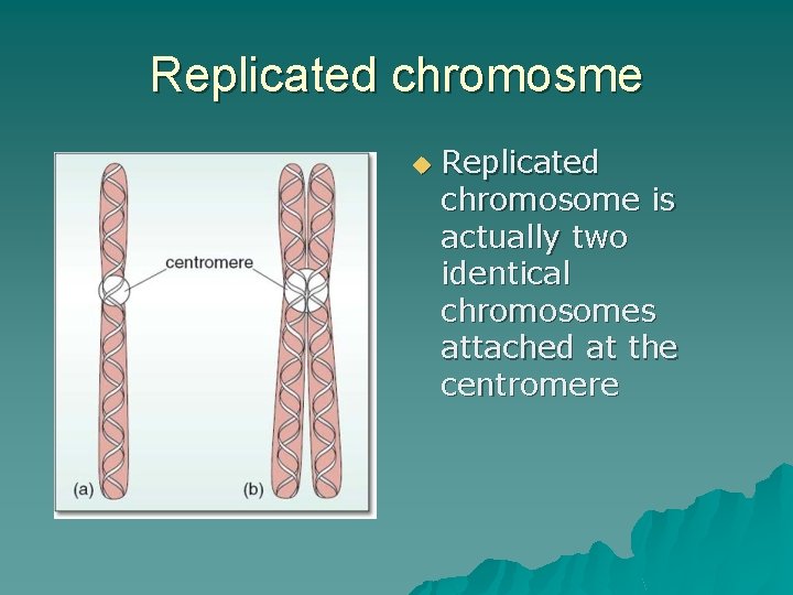 Replicated chromosme u Replicated chromosome is actually two identical chromosomes attached at the centromere