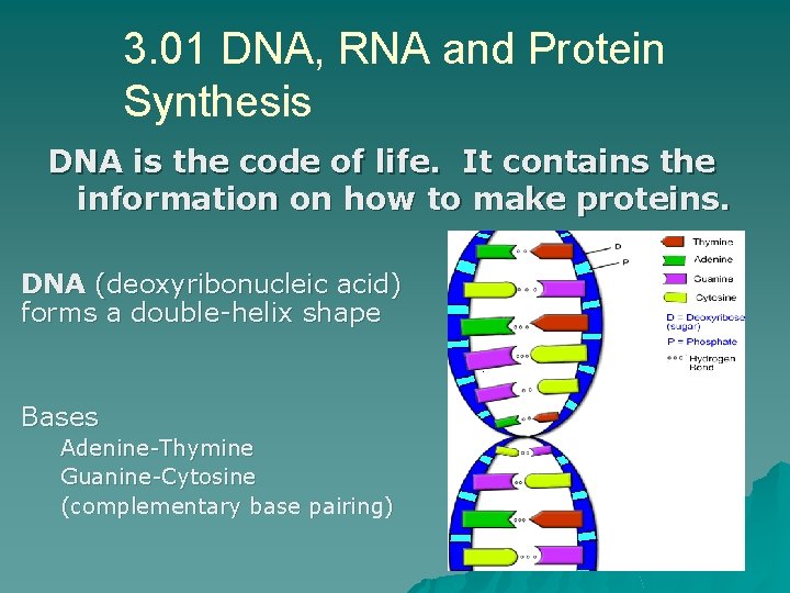 3. 01 DNA, RNA and Protein Synthesis DNA is the code of life. It
