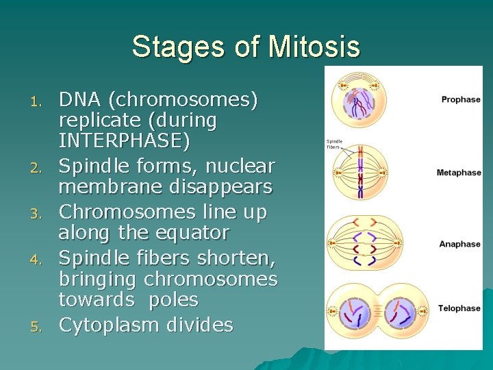 Stages of Mitosis 1. 2. 3. 4. 5. DNA (chromosomes) replicate (during INTERPHASE) Spindle