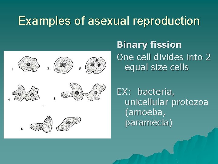 Examples of asexual reproduction Binary fission One cell divides into 2 equal size cells