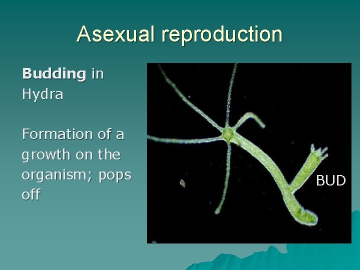 Asexual reproduction Budding in Hydra Formation of a growth on the organism; pops off
