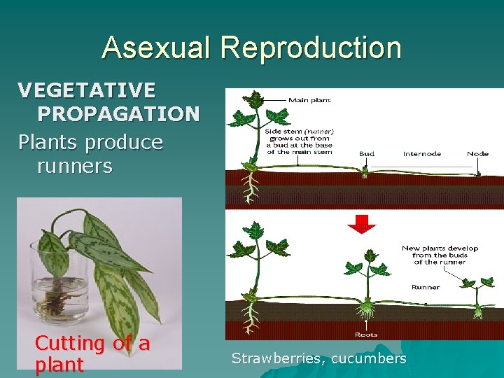 Asexual Reproduction VEGETATIVE PROPAGATION Plants produce runners Cutting of a plant Strawberries, cucumbers 