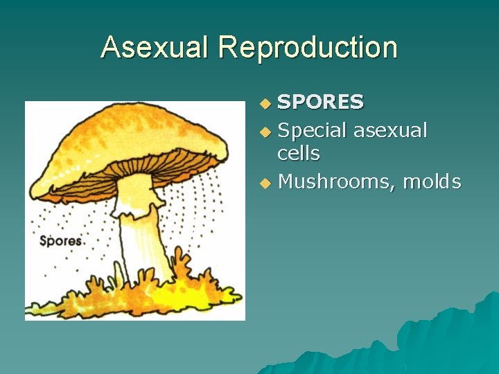 Asexual Reproduction SPORES u Special asexual cells u Mushrooms, molds u 