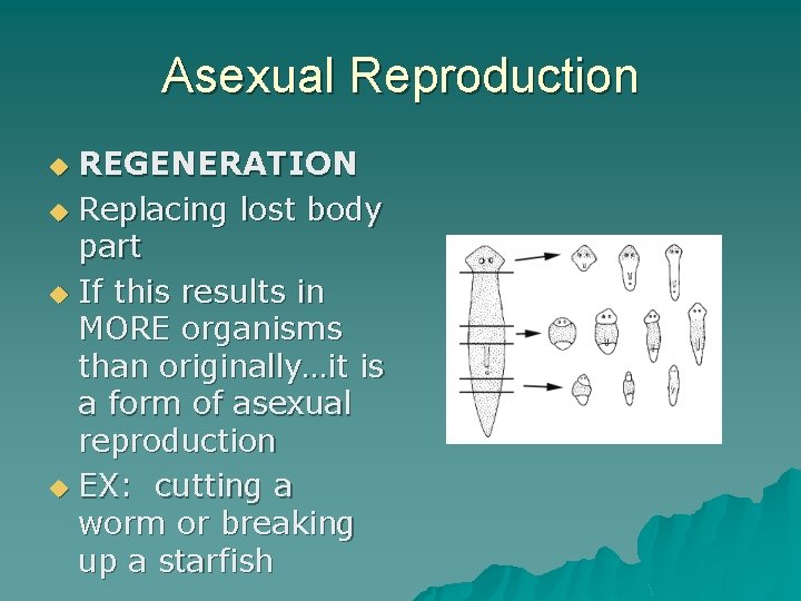 Asexual Reproduction REGENERATION u Replacing lost body part u If this results in MORE