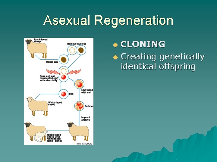 Asexual Regeneration CLONING u Creating genetically identical offspring u 