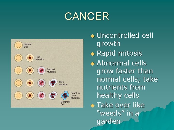 CANCER Uncontrolled cell growth u Rapid mitosis u Abnormal cells grow faster than normal