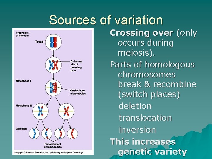 Sources of variation Crossing over (only occurs during meiosis). Parts of homologous chromosomes break