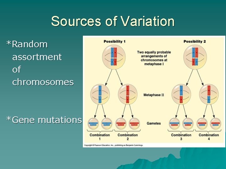Sources of Variation *Random assortment of chromosomes *Gene mutations 