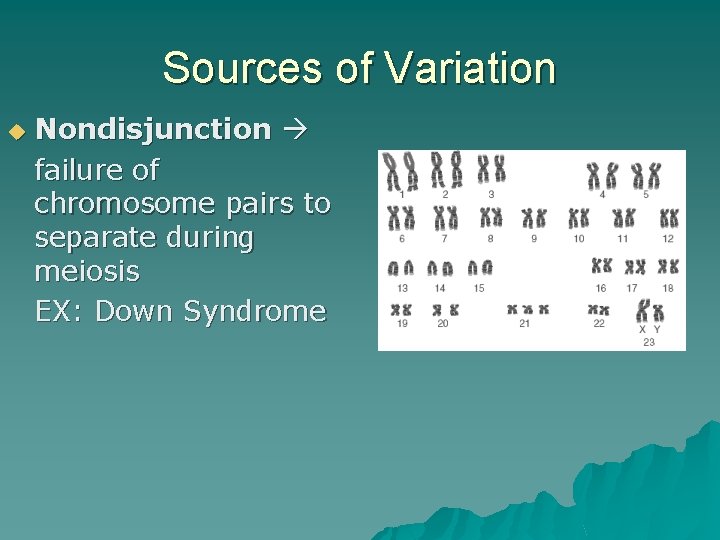 Sources of Variation u Nondisjunction failure of chromosome pairs to separate during meiosis EX: