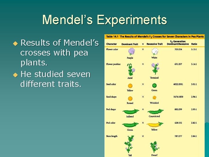 Mendel’s Experiments Results of Mendel’s crosses with pea plants. u He studied seven different