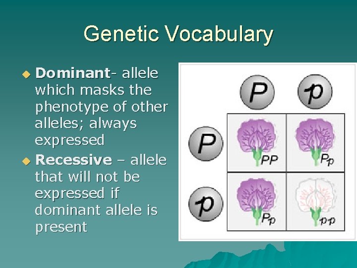 Genetic Vocabulary Dominant- allele which masks the phenotype of other alleles; always expressed u