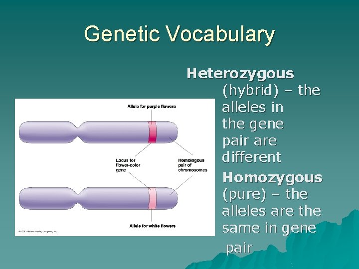 Genetic Vocabulary Heterozygous (hybrid) – the alleles in the gene pair are different Homozygous