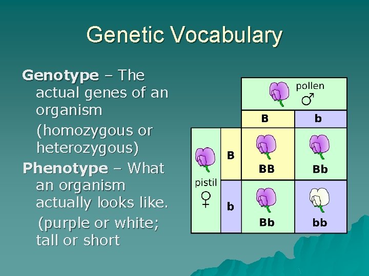 Genetic Vocabulary Genotype – The actual genes of an organism (homozygous or heterozygous) Phenotype