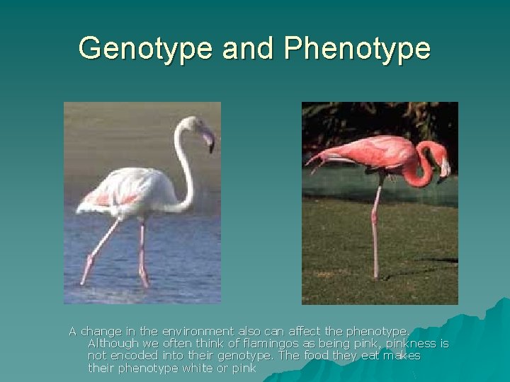 Genotype and Phenotype A change in the environment also can affect the phenotype. Although