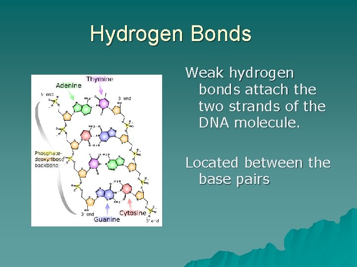 Hydrogen Bonds Weak hydrogen bonds attach the two strands of the DNA molecule. Located