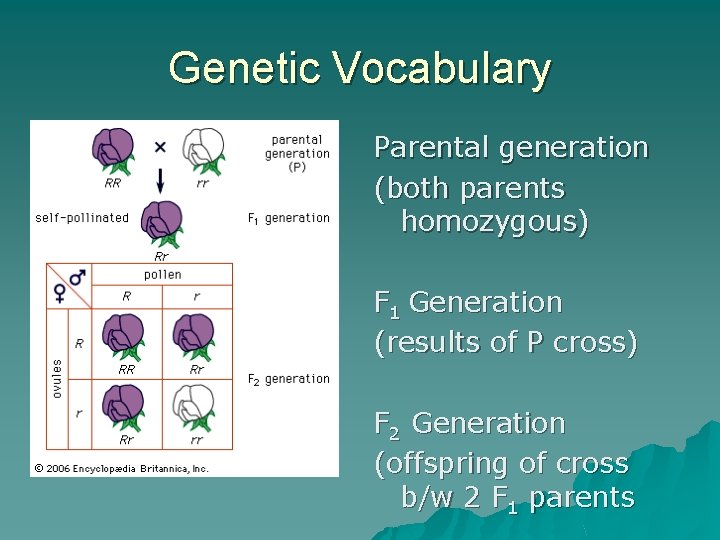 Genetic Vocabulary Parental generation (both parents homozygous) F 1 Generation (results of P cross)