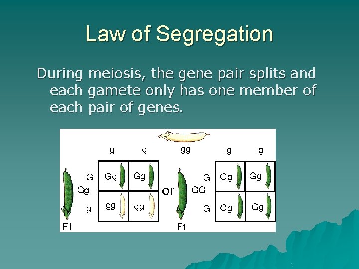 Law of Segregation During meiosis, the gene pair splits and each gamete only has