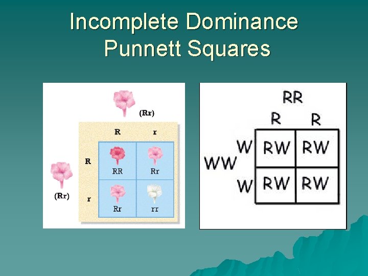 Incomplete Dominance Punnett Squares 