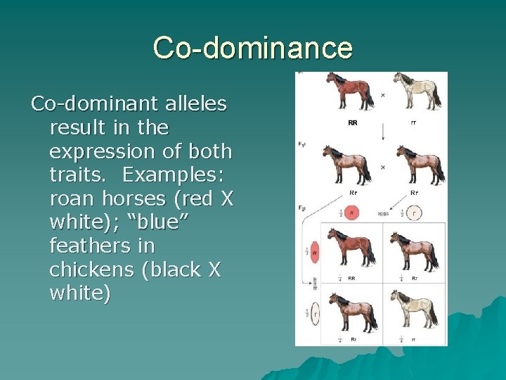 Co-dominance Co-dominant alleles result in the expression of both traits. Examples: roan horses (red