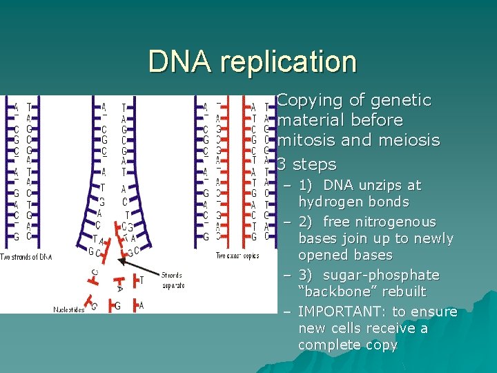 DNA replication u u Copying of genetic material before mitosis and meiosis 3 steps