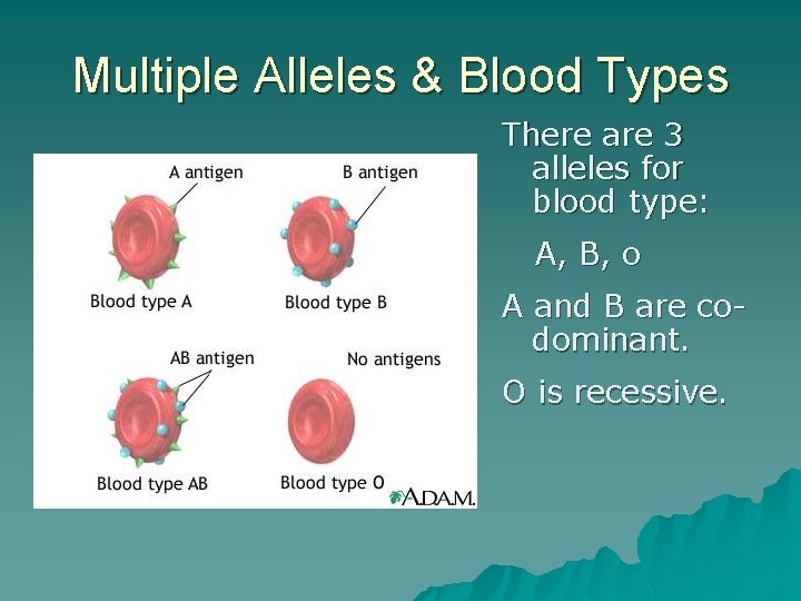 Multiple Alleles & Blood Types There are 3 alleles for blood type: A, B,