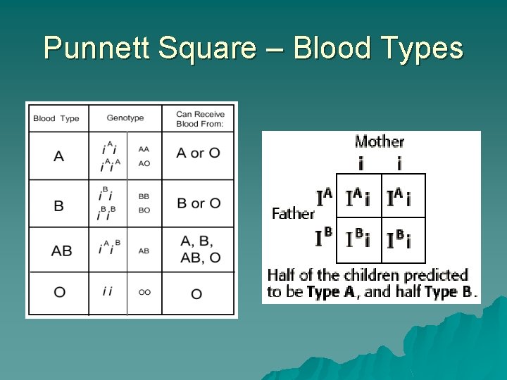 Punnett Square – Blood Types 