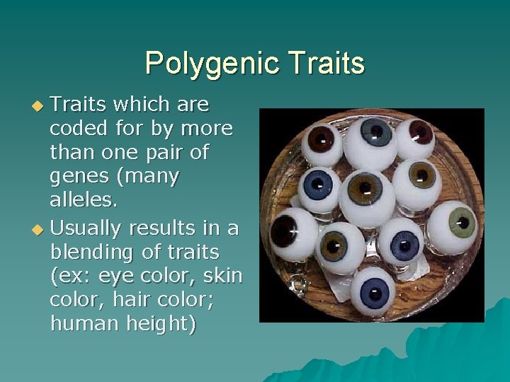 Polygenic Traits which are coded for by more than one pair of genes (many