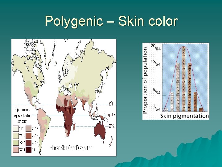 Polygenic – Skin color 