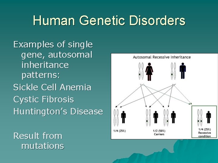 Human Genetic Disorders Examples of single gene, autosomal inheritance patterns: Sickle Cell Anemia Cystic