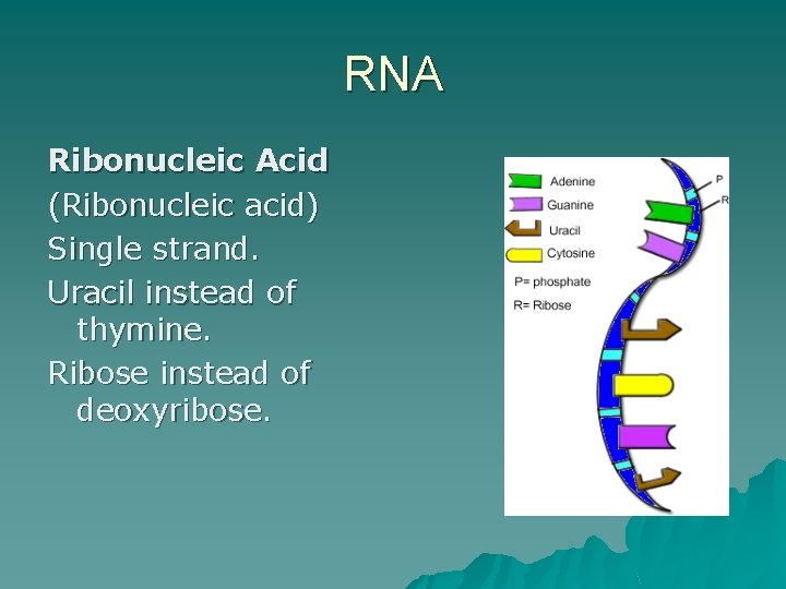 RNA Ribonucleic Acid (Ribonucleic acid) Single strand. Uracil instead of thymine. Ribose instead of