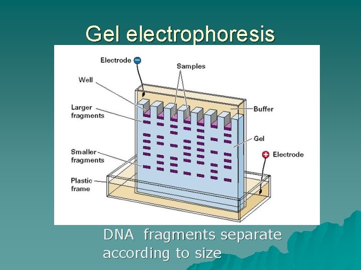Gel electrophoresis DNA fragments separate according to size 