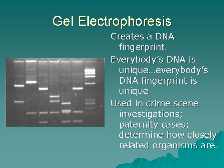 Gel Electrophoresis Creates a DNA fingerprint. Everybody’s DNA is unique…everybody’s DNA fingerprint is unique