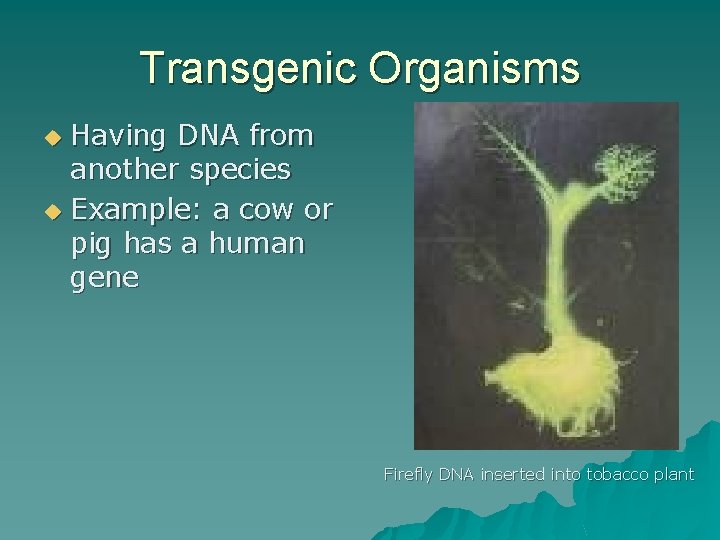 Transgenic Organisms Having DNA from another species u Example: a cow or pig has