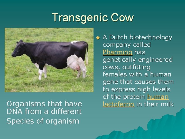 Transgenic Cow u Organisms that have DNA from a different Species of organism A