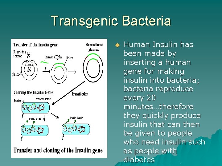 Transgenic Bacteria u Human Insulin has been made by inserting a human gene for