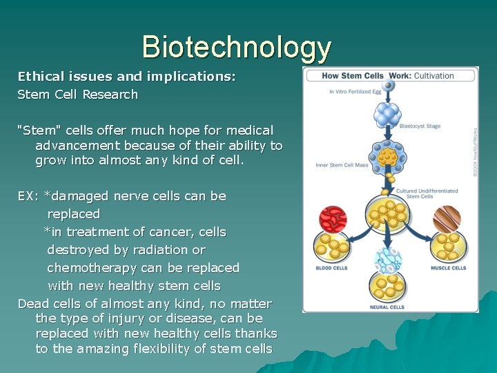 Biotechnology Ethical issues and implications: Stem Cell Research "Stem" cells offer much hope for