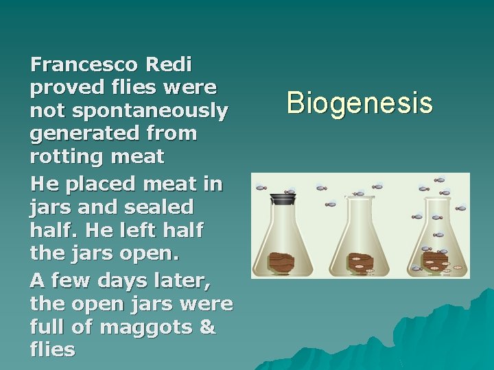 Francesco Redi proved flies were not spontaneously generated from rotting meat He placed meat