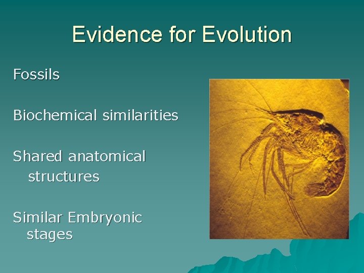 Evidence for Evolution Fossils Biochemical similarities Shared anatomical structures Similar Embryonic stages 