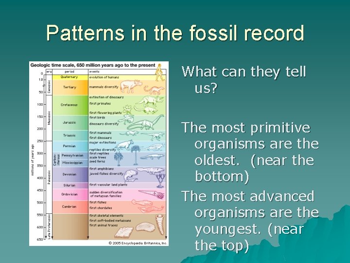 Patterns in the fossil record What can they tell us? The most primitive organisms