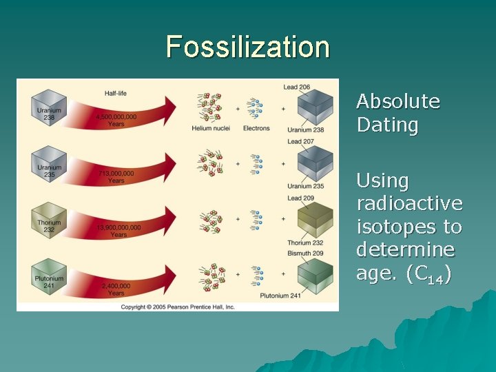 Fossilization Absolute Dating Using radioactive isotopes to determine age. (C 14) 