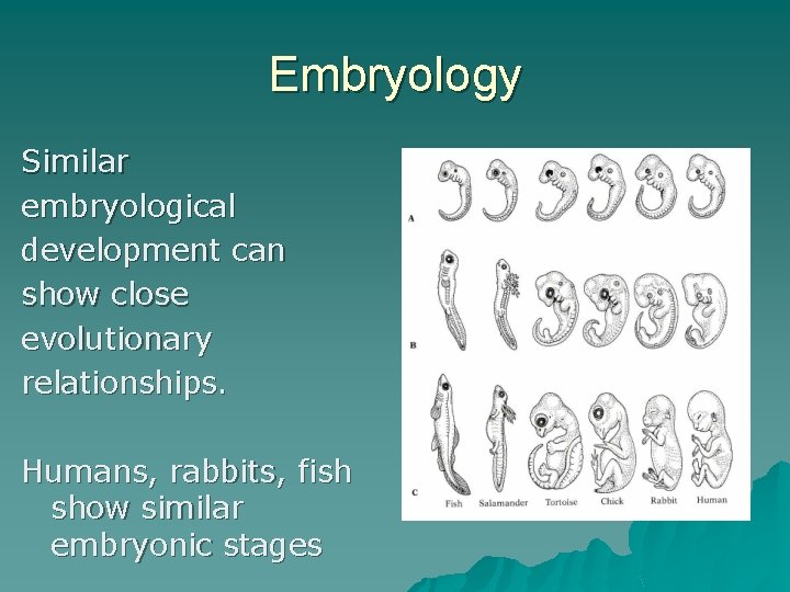 Embryology Similar embryological development can show close evolutionary relationships. Humans, rabbits, fish show similar