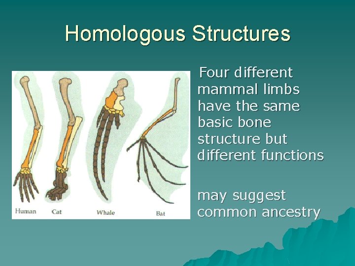 Homologous Structures Four different mammal limbs have the same basic bone structure but different