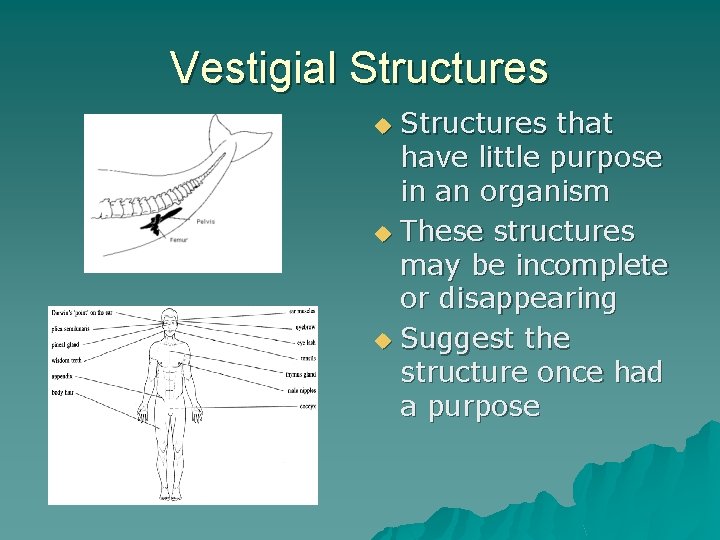Vestigial Structures that have little purpose in an organism u These structures may be