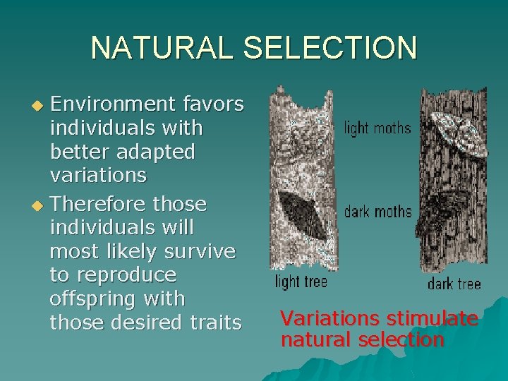 NATURAL SELECTION Environment favors individuals with better adapted variations u Therefore those individuals will