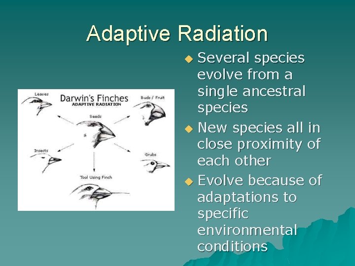 Adaptive Radiation Several species evolve from a single ancestral species u New species all