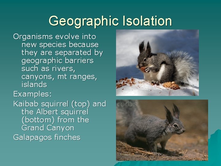 Geographic Isolation Organisms evolve into new species because they are separated by geographic barriers