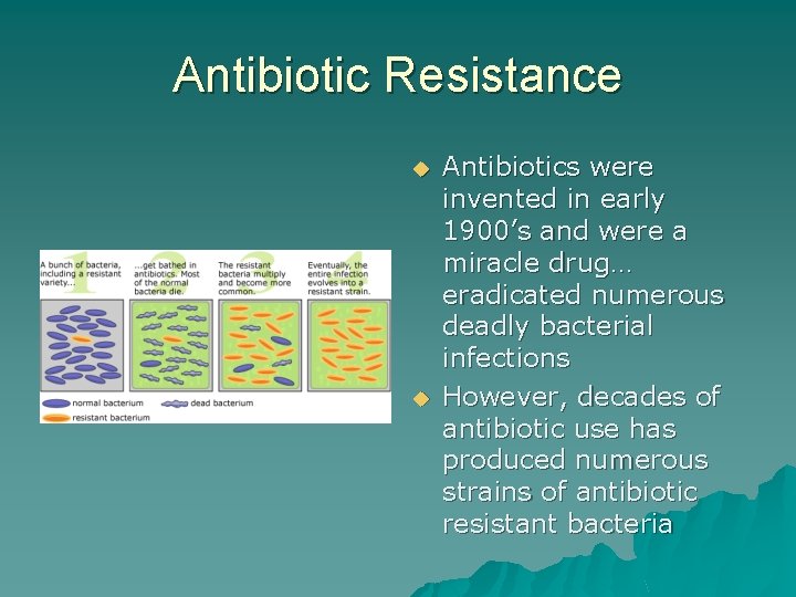 Antibiotic Resistance u u Antibiotics were invented in early 1900’s and were a miracle