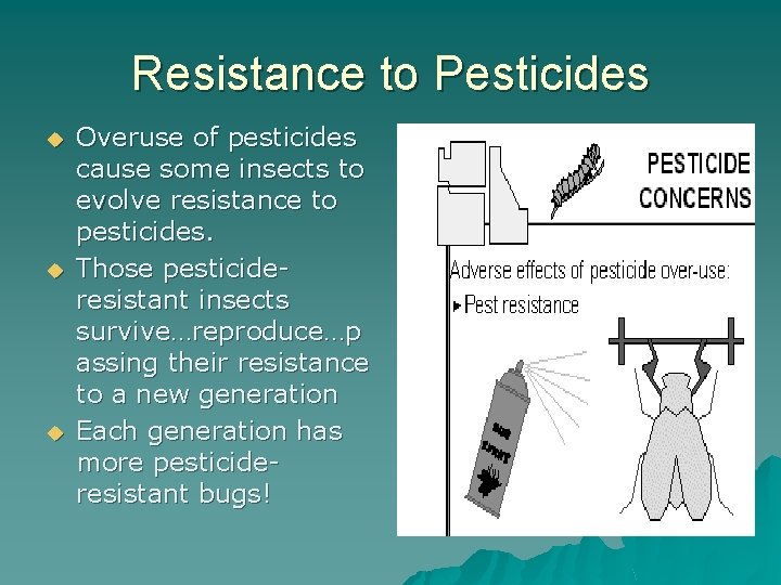 Resistance to Pesticides u u u Overuse of pesticides cause some insects to evolve