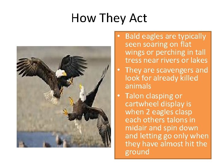 How They Act • Bald eagles are typically seen soaring on flat wings or